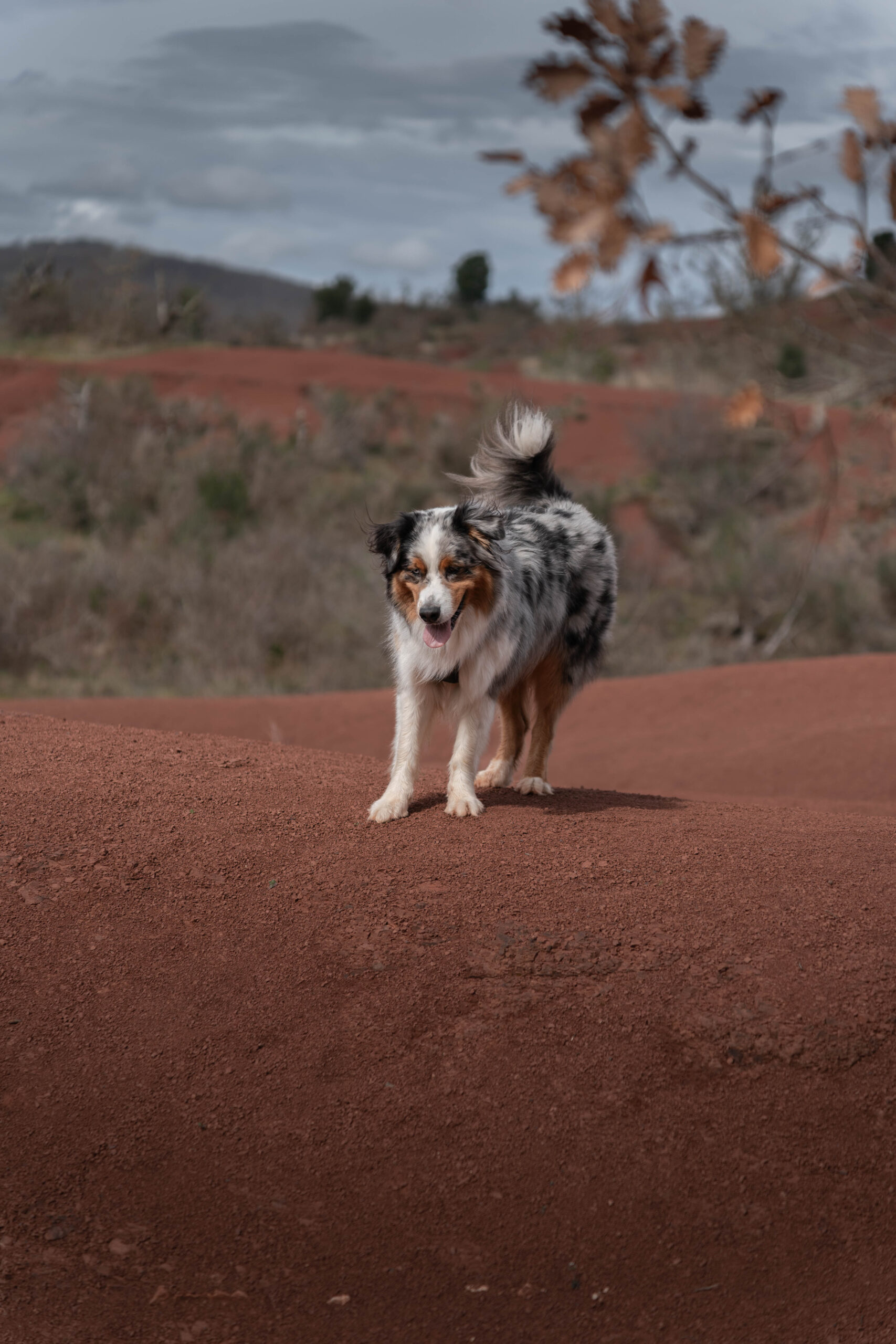 Escapade – animaux